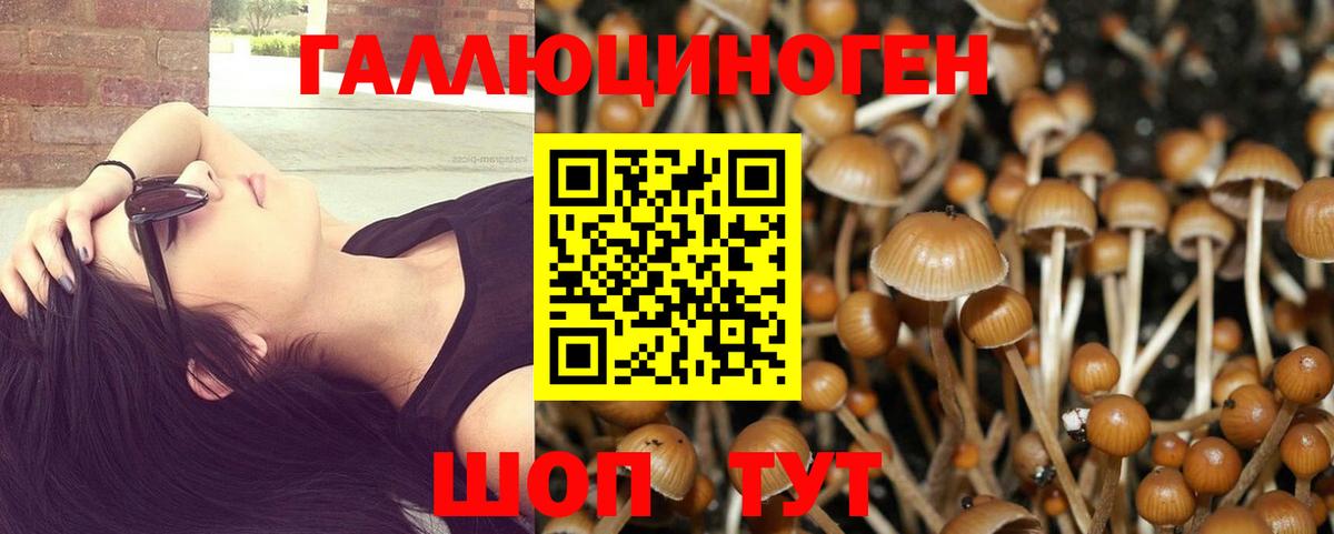 Псилоцибиновые грибы Psilocybe Углич